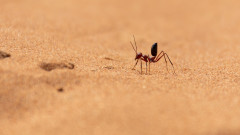 Колко бърза е най-бързата мравка на планетата
