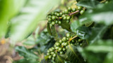  Студовете в Бразилия може да унищожат годишна продукция от 600 милиона кг кафе 