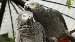 Британска зоологическа градина отдели пет папагала защото насърчавали други папагали да