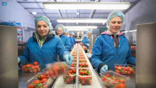 Източноевропейските работници 10 пъти по-продуктивни от британските?