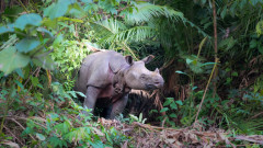 Арестуваха шестима в Индонезия за бракониерство на най-редкия вид носорози