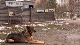 Кучетата, Чернобил и приятелството между четириногите, и пазачите на старата атомна електроцентрала