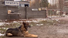 Трогателната история на изоставените кучета на Чернобил 