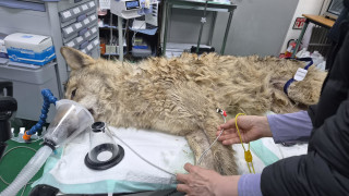 Заловиха Ноукгу двугодишният вълк избягал от зоопарк в Южна Корея