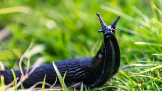 Всеки човек живеещ в къща с двор знае че подобен