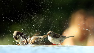 Днес ще бъде предимно слънчево след обяд с развитие на