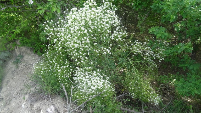 Обява за провеждане на обществено обсъждане на Плана за опазване на татарско диво зеле