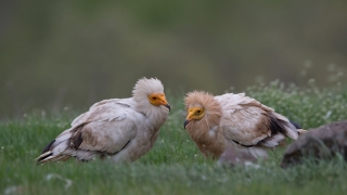 Пеликани, лешояди и гъски – параван за източване на пари от Европа
