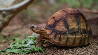 Хоуп е от най редкия вид костенурки от който на планетата