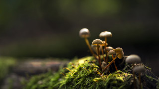 Пластмаса самата дума вече всява ужас и напомня за