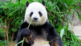 Как пандите ядат само бамбук, а са толкова пухкави
