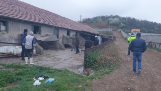 БАБХ и МВР откриха 6 трупа на крави във ферма в Кюстендил