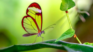 Природата винаги може да ни изненада Дори и когато си