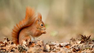 Червената катерица дивата котка и сивият дългоух прилеп са изправени