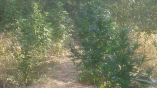 Ниви с марихуана в Старозагорско и Пазарджишко откриха полицаи