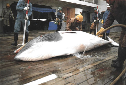 Исландия подновява промишления китолов