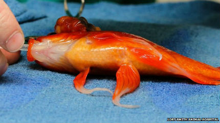 В Австралия успешно оперираха златна рибка от мозъчен тумор