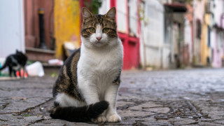 Има два типа хора Едните при всяко виждане на котка инстинктивно