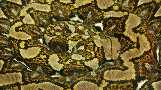 Малайзийският мрежест питон Malayopython reticulatus е най дългата змия в света