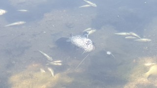 Мъртва риба откриха рибари в езерото на русенското село Щръклево