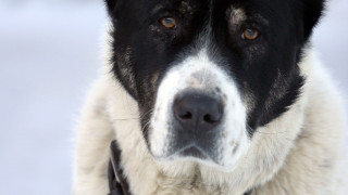 Мъж застреля три породисти кучета с ловна пушка