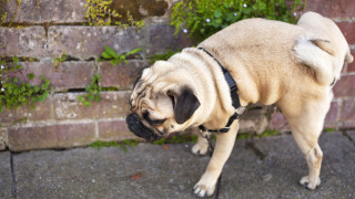 Много мъжки бозайници включително кучетата препикават различни обекти по пътя