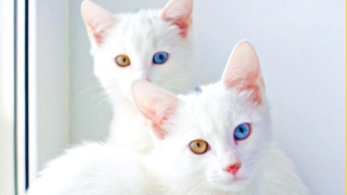 Топ 5 на най-скъпите котки в света (СНИМКИ)