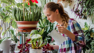 Как да се грижим за стайните цветя през зимата