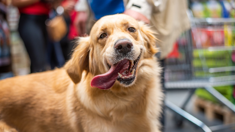 Maxi Pet - супермагазинът за домашните любимци