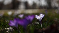 Пролетта напомня за себе си