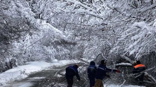 Разчистват падналите дървета на пътя Черноочене – Асеновград и Ардино