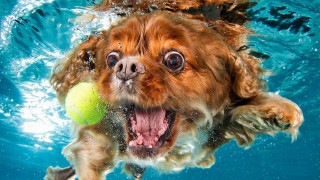 Колко смешни могат да бъдат кучетата под вода