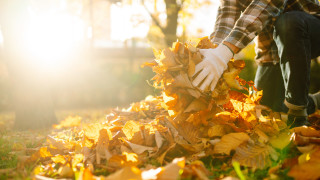 Как да компостираме падналите листа в двора