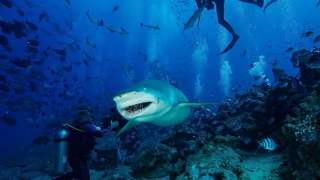 Места, заредени с животински адреналин (СНИМКИ)