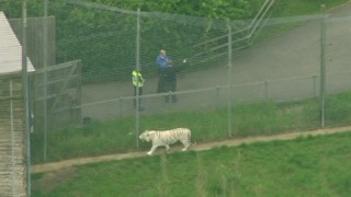 Тигър уби жена в зоопарк