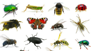 Защо трябва да спасим насекомите