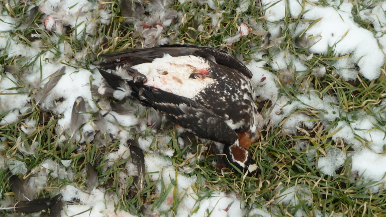 Изображение 276777