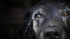 Тийнейджъри отрязаха ушите на куче с макетен нож в София