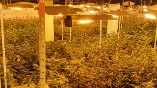 Разбиха наркооранжерия в апартамент в Ботевград съобщават от полицията При