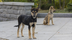 Отровиха 5 кучета на детска площадка в Кранево