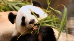 Китай стопля отношенията с Австралия с панда дипломация