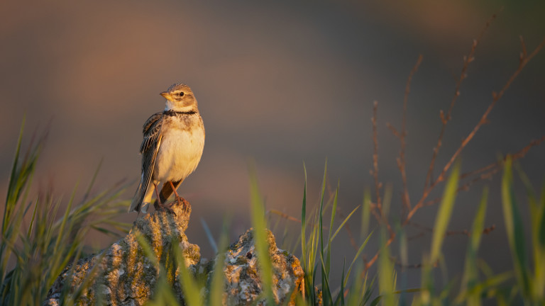 Измиране застрашава почти 20% от европейските видове птици, съобщи германската