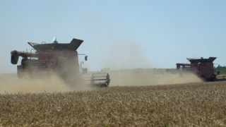 Цените на новата пшеница у нас - под европейските поради по-лошото качество