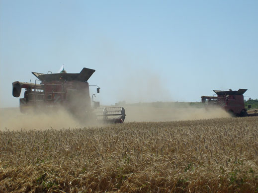 Ожъната е 90% от  пшеницата, реколтата до момента е 3,92 млн. тона