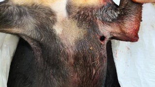 Сигнал за нахапан до смърт пинчер е постъпил в столичното