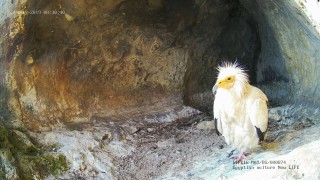 Белоглавият лешояд вече гнезди в Сливенския Балкан след близо век отсъствие