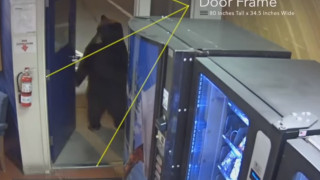 Голяма мечка е записана как се изправя на задните си