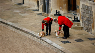 Съдбата на последните две коргита на кралица Елизабет II Мик