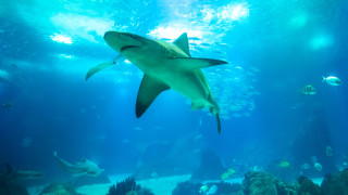 10 души са загинали, нападнати от акули през 2020 г.