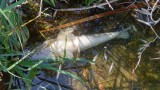 Десетки мъртви риби изплуваха в Стара река на село Исперихово